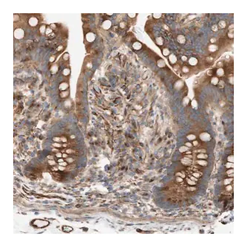 Merck Anti-C1orf43 antibody produced in rabbit