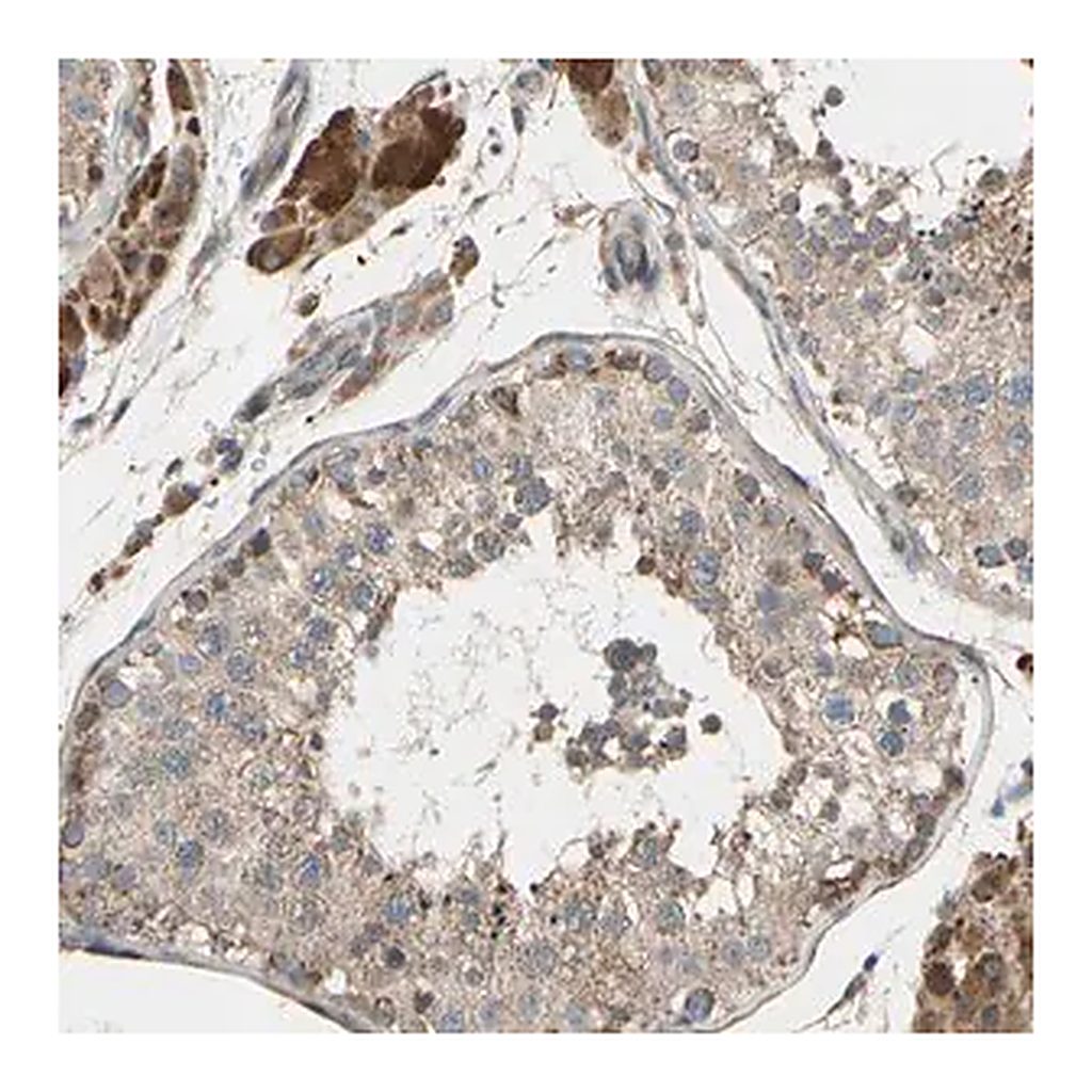 Merck Anti-CFAP61 antibody produced in rabbit