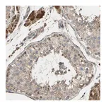 Merck Anti-CFAP61 antibody produced in rabbit