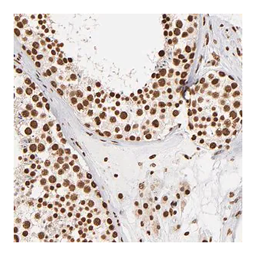 Merck Anti-ILF3 antibody produced in rabbit