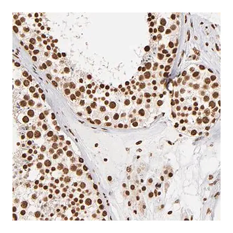 Merck Anti-ILF3 antibody produced in rabbit