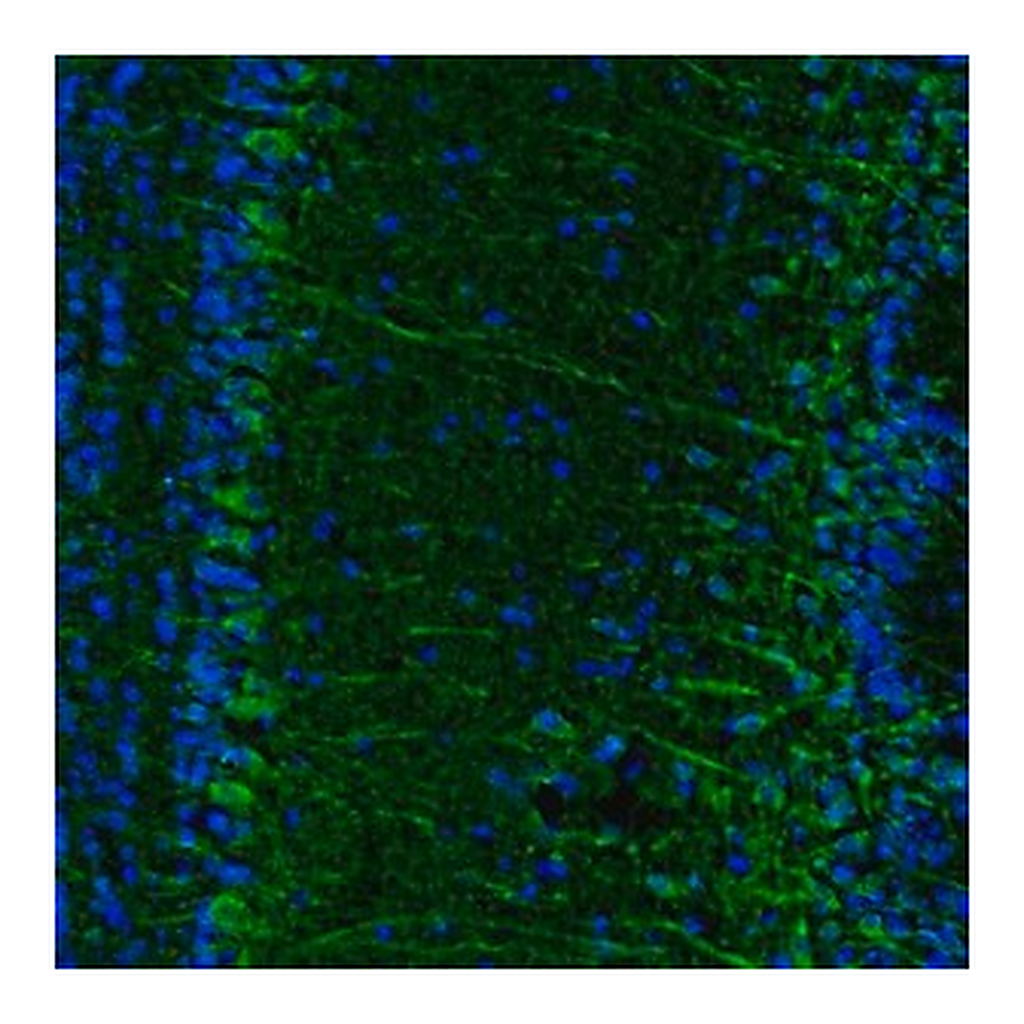Merck Anti-C17orf75 antibody produced in rabbit