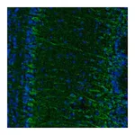 Merck Anti-C17orf75 antibody produced in rabbit