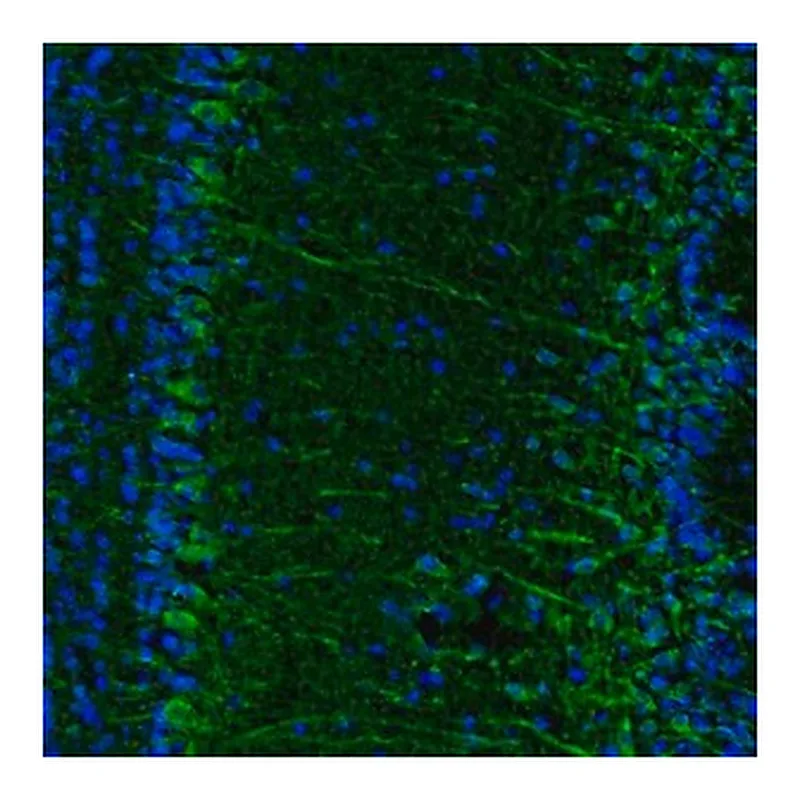 Merck Anti-C17orf75 antibody produced in rabbit