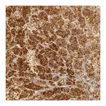 Merck Anti-C7 antibody produced in rabbit