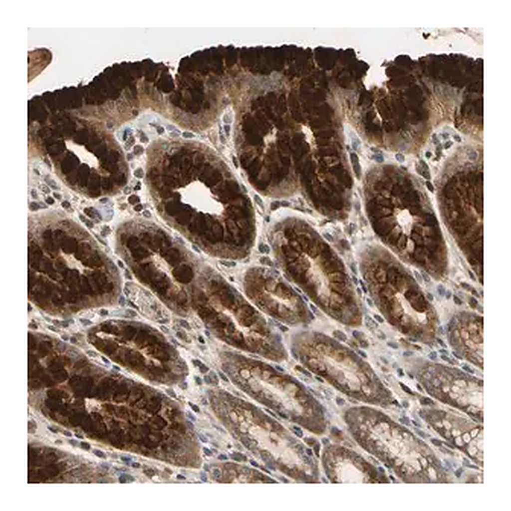 Merck Anti-TMEM230 antibody produced in rabbit