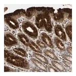Merck Anti-TMEM230 antibody produced in rabbit