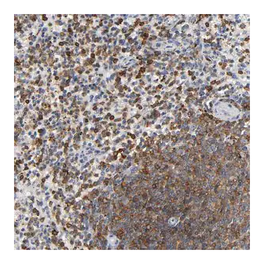 Merck Anti-CAPN10 antibody produced in rabbit