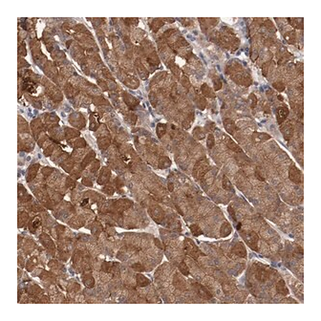 Merck Anti-LRRC75B antibody produced in rabbit
