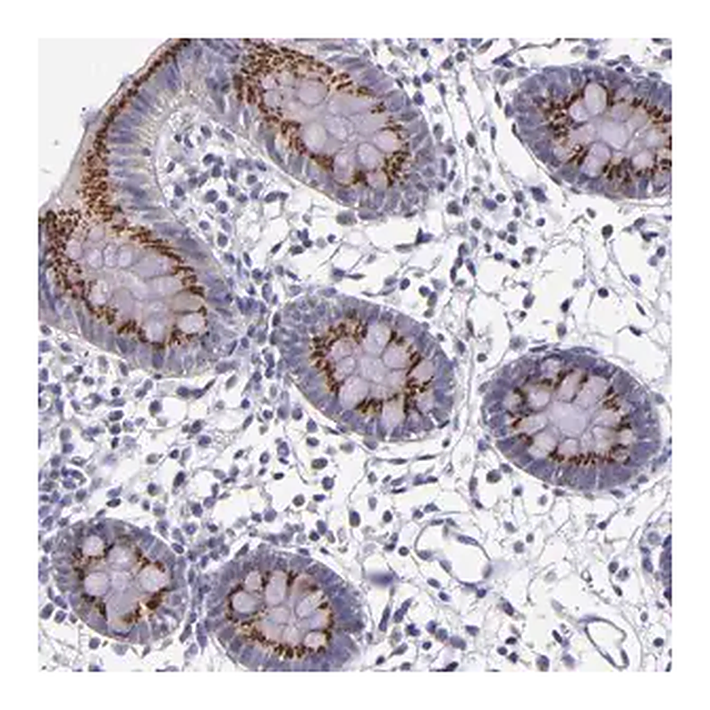 Merck Anti-RAB41 antibody produced in rabbit