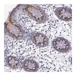 Merck Anti-RAB41 antibody produced in rabbit