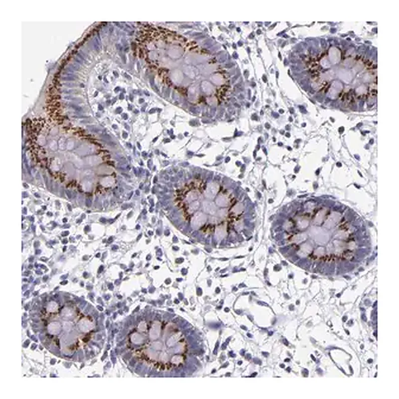 Merck Anti-RAB41 antibody produced in rabbit