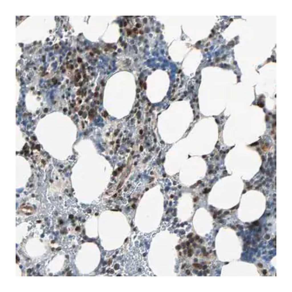 Merck Anti-CBX4 antibody produced in rabbit