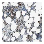 Merck Anti-CBX4 antibody produced in rabbit