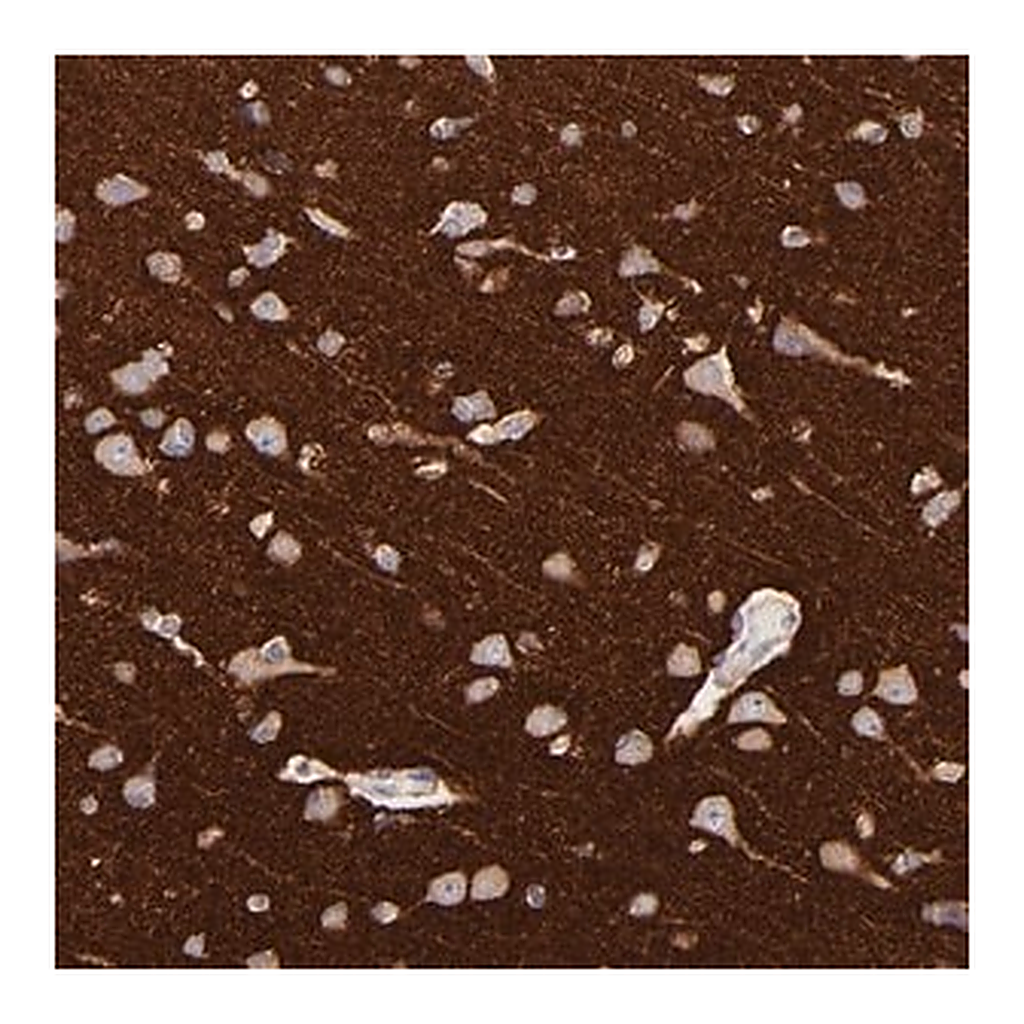 Merck Anti-RAB3A antibody produced in rabbit