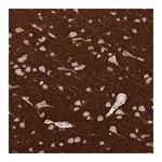Merck Anti-RAB3A antibody produced in rabbit