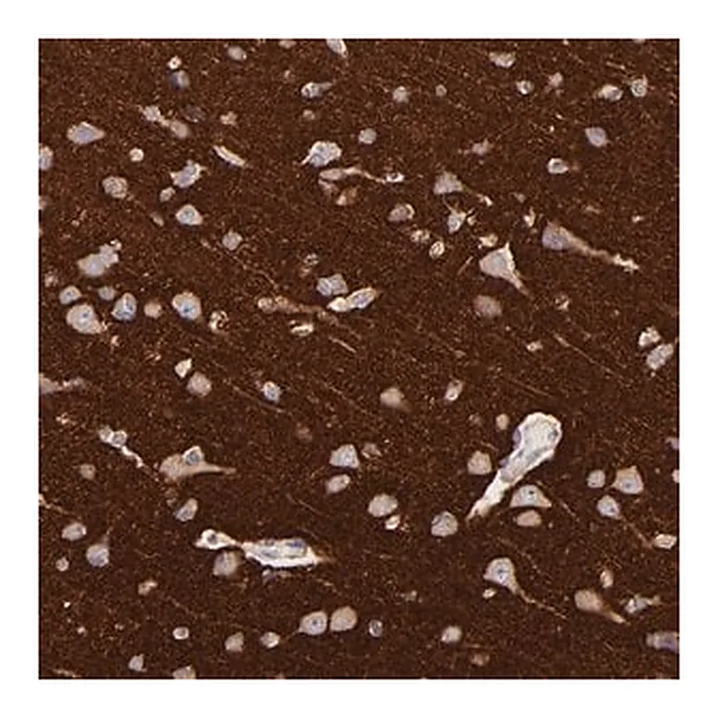 Merck Anti-RAB3A antibody produced in rabbit