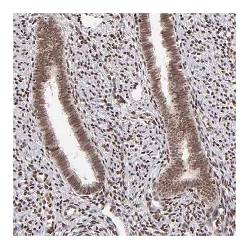 Merck Anti-ZFX antibody produced in rabbit