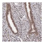 Merck Anti-ZFX antibody produced in rabbit