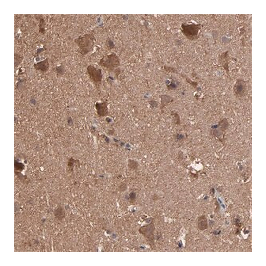 Merck Anti-TANGO2 antibody produced in rabbit