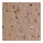 Merck Anti-TANGO2 antibody produced in rabbit