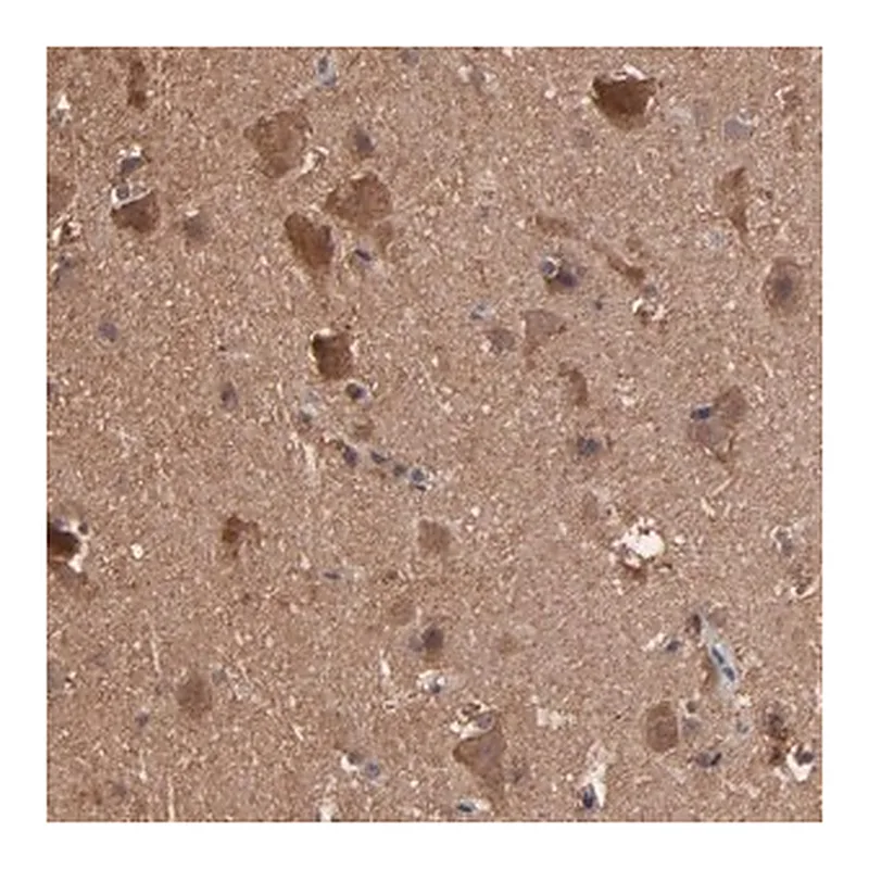 Merck Anti-TANGO2 antibody produced in rabbit