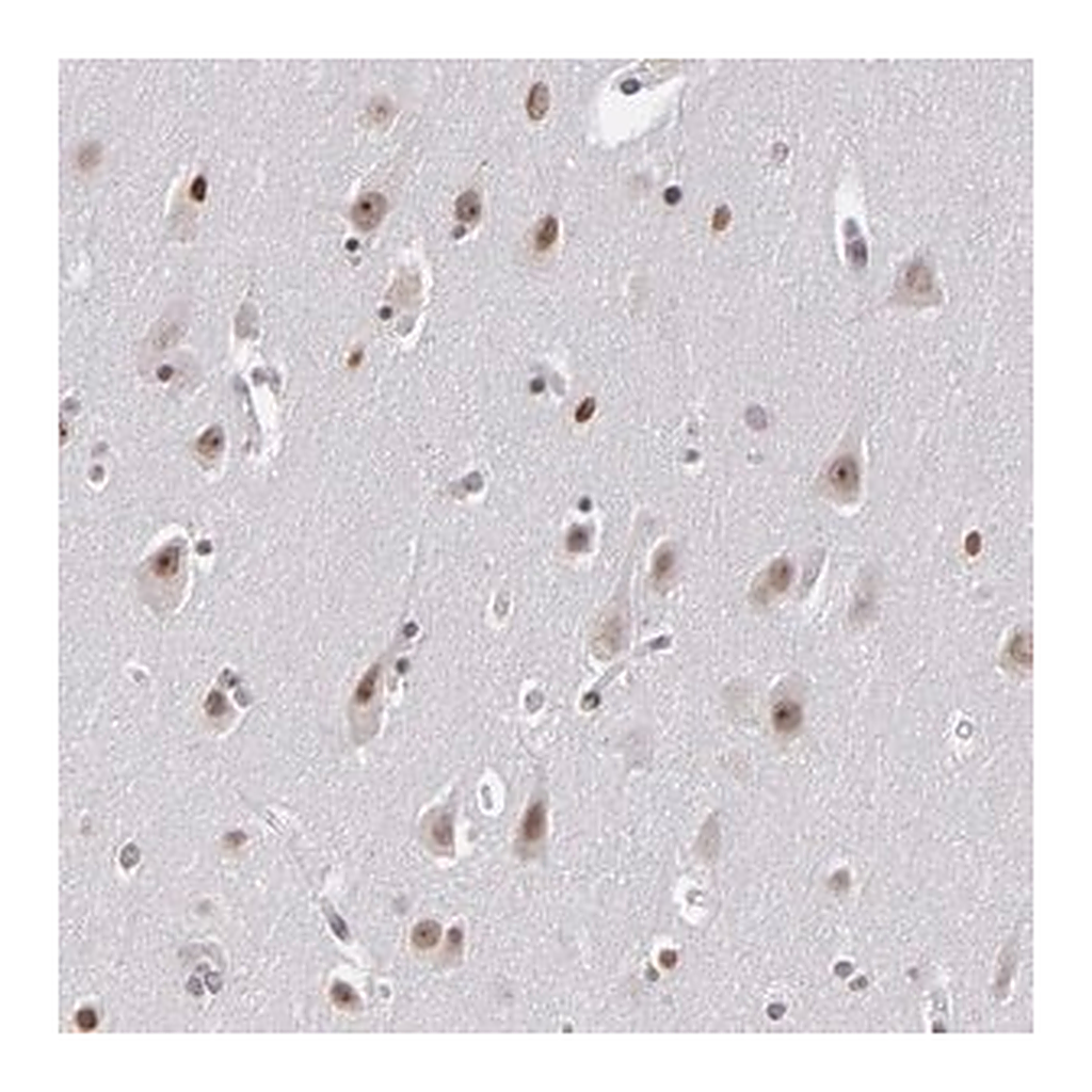Merck ANTI-RRP7A antibody produced in rabbit