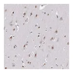 Merck ANTI-RRP7A antibody produced in rabbit