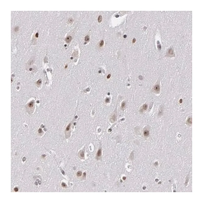 Merck ANTI-RRP7A antibody produced in rabbit