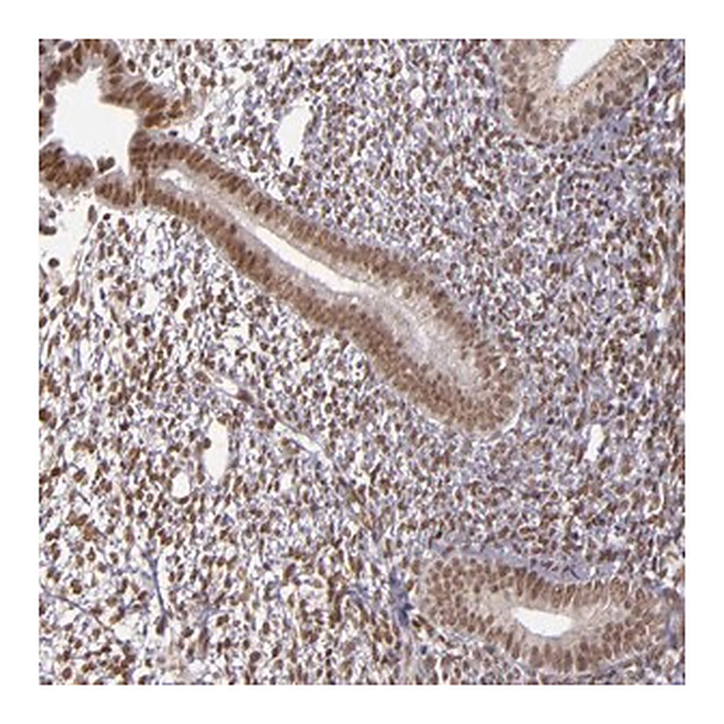 Merck Anti-ZFX antibody produced in rabbit
