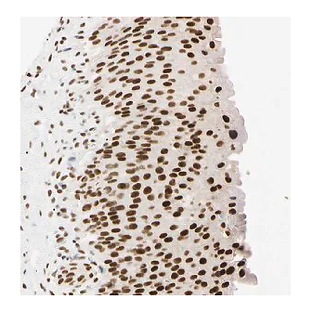 Merck Anti-ZNF134 antibody produced in rabbit