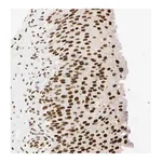 Merck Anti-ZNF134 antibody produced in rabbit