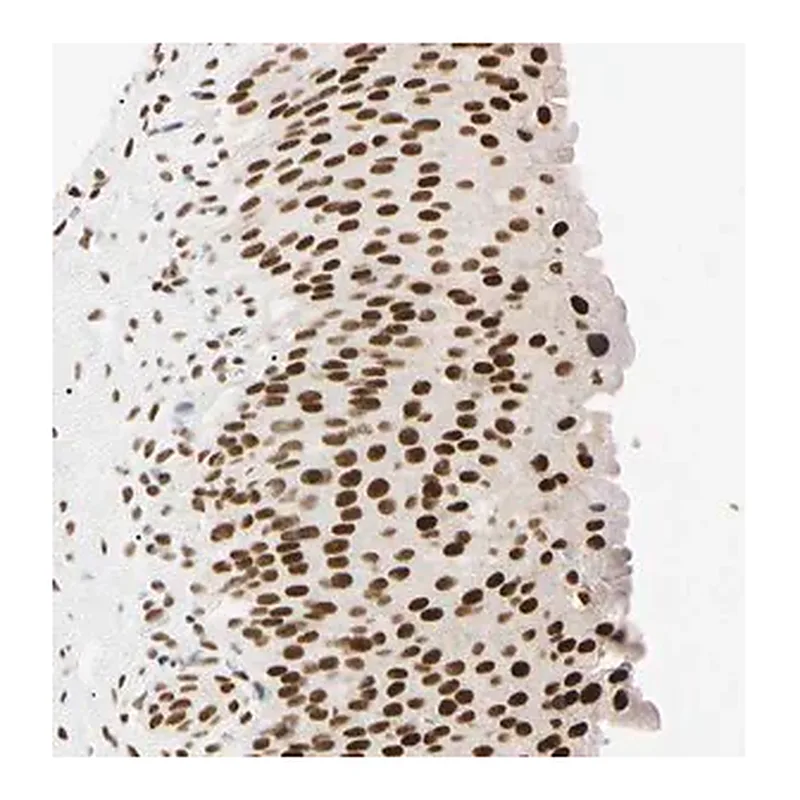 Merck Anti-ZNF134 antibody produced in rabbit