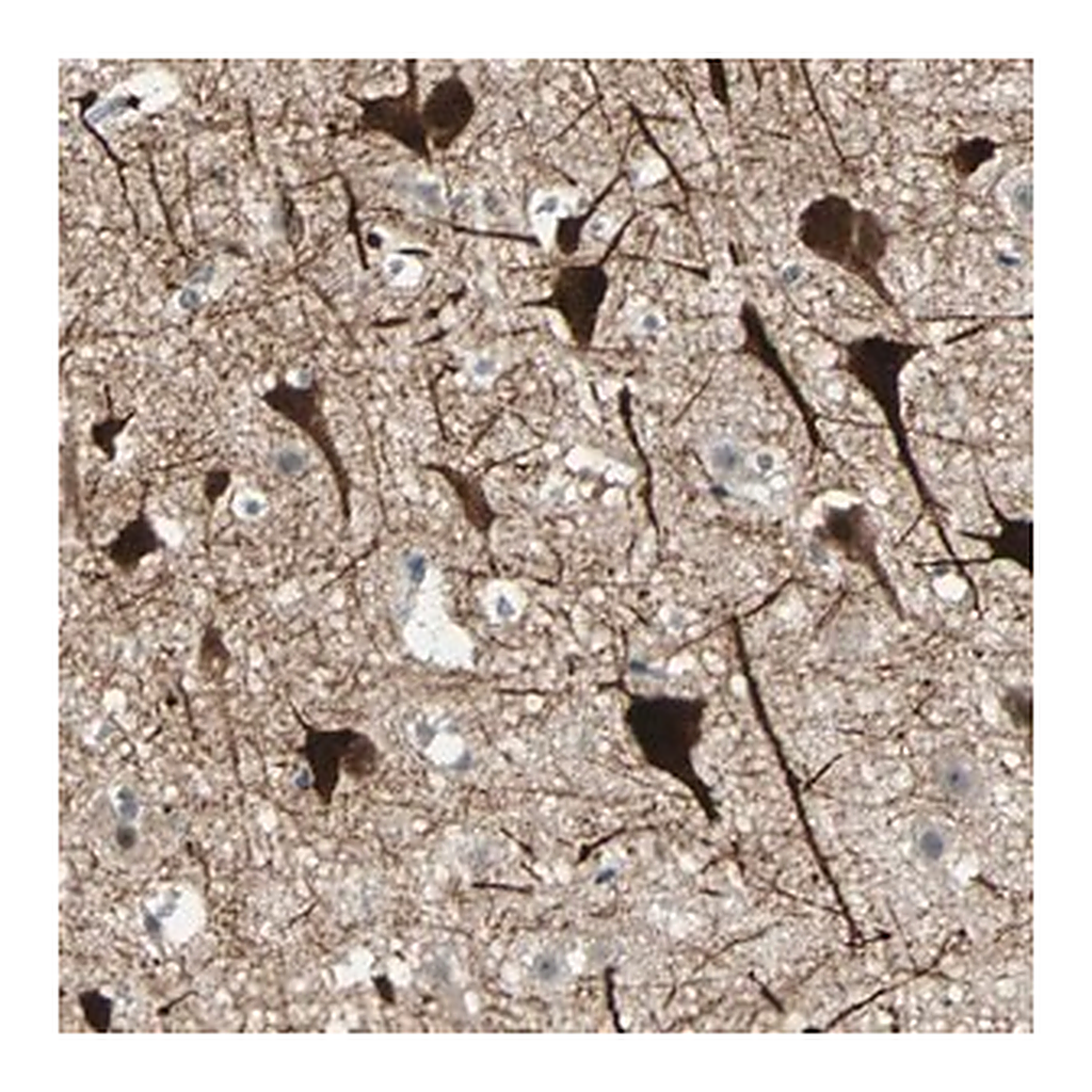 Merck Anti-ZKSCAN1 antibody produced in rabbit