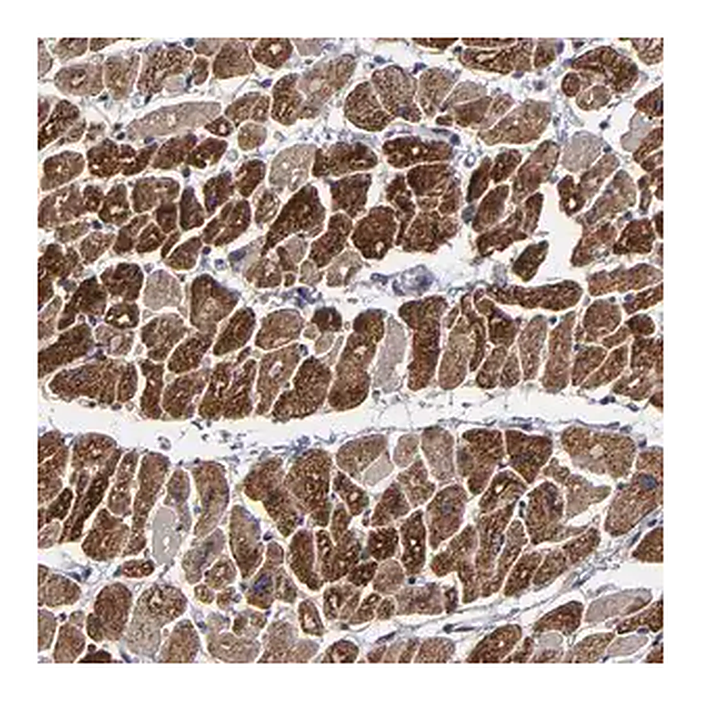 Merck Anti-ZNF175 antibody produced in rabbit