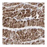 Merck Anti-ZNF175 antibody produced in rabbit