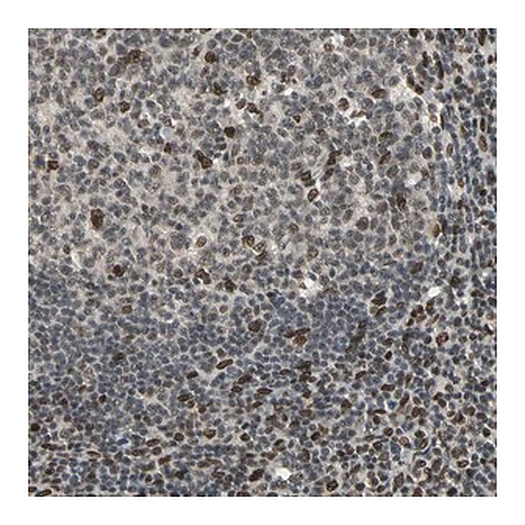 Merck Anti-ISY1 antibody produced in rabbit