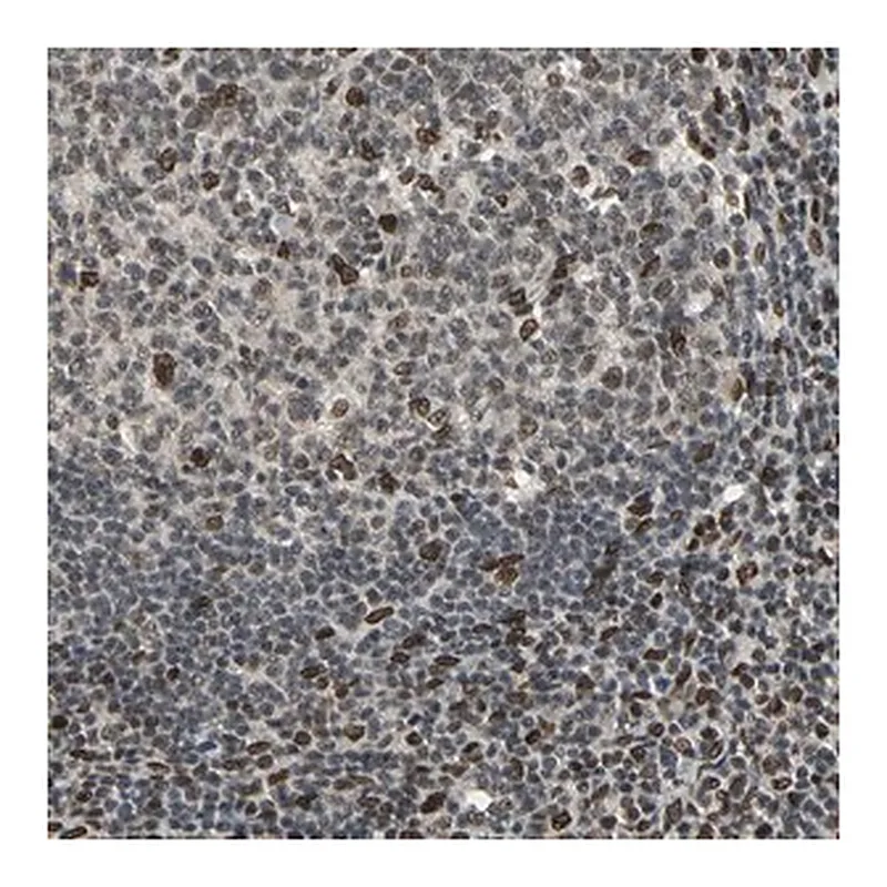 Merck Anti-ISY1 antibody produced in rabbit
