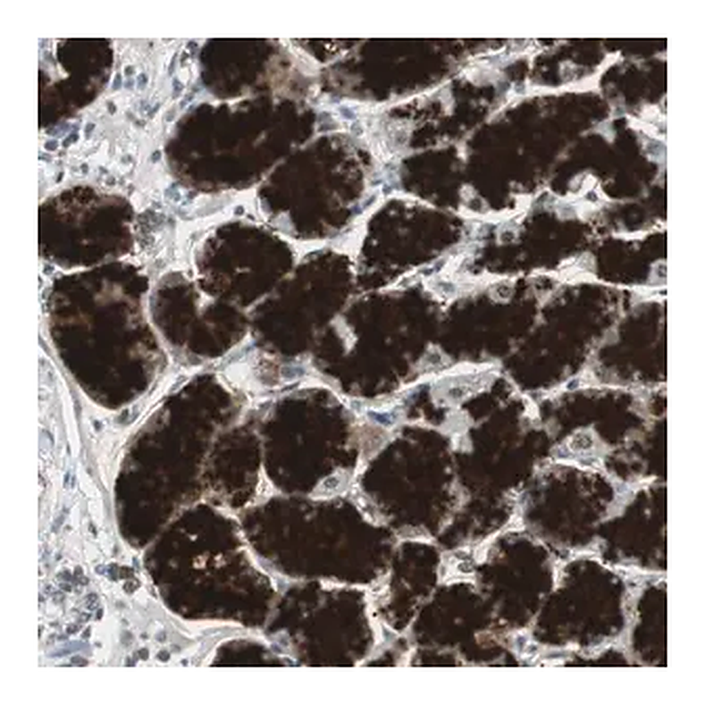 Merck Anti-ZMPSTE24 antibody produced in rabbit