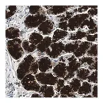 Merck Anti-ZMPSTE24 antibody produced in rabbit