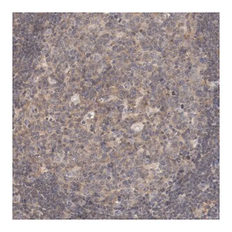 Merck Anti-ZNF267 antibody produced in rabbit