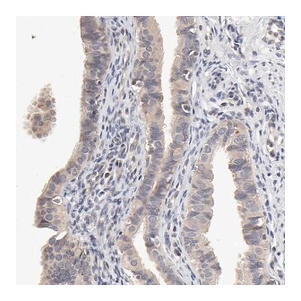 Merck Anti-ZNF157 antibody produced in rabbit