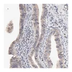 Merck Anti-ZNF157 antibody produced in rabbit