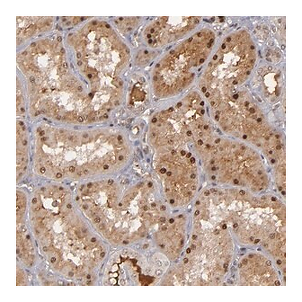 Merck Anti-ZNF234 antibody produced in rabbit