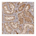 Merck Anti-ZNF234 antibody produced in rabbit