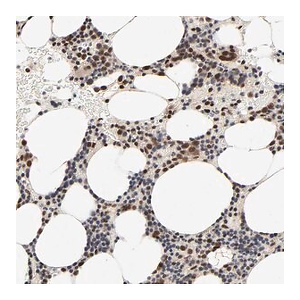 Merck Anti-ZKSCAN8 antibody produced in rabbit