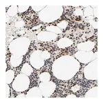 Merck Anti-ZKSCAN8 antibody produced in rabbit