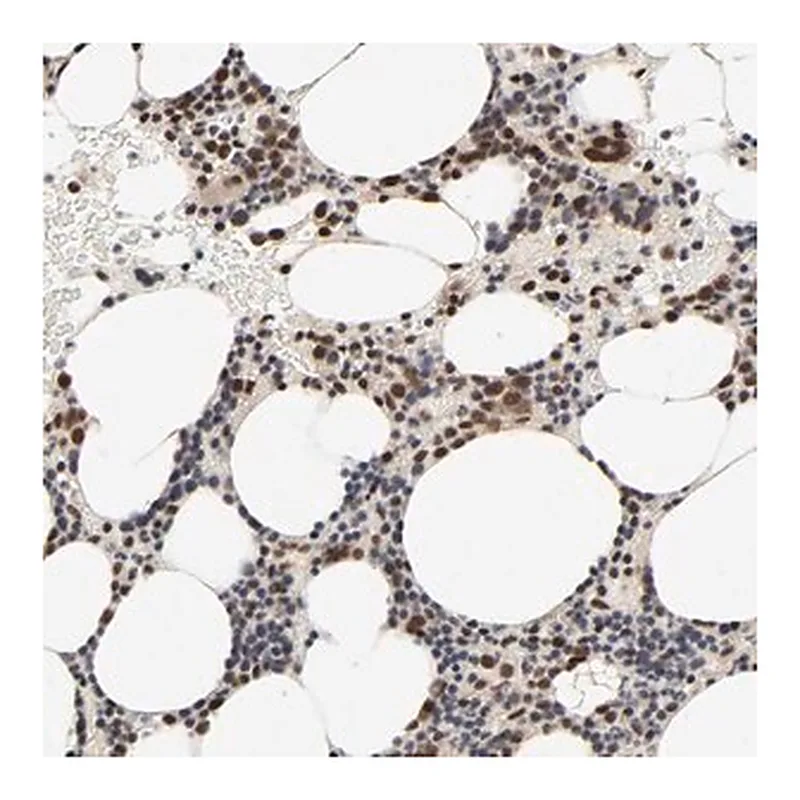 Merck Anti-ZKSCAN8 antibody produced in rabbit