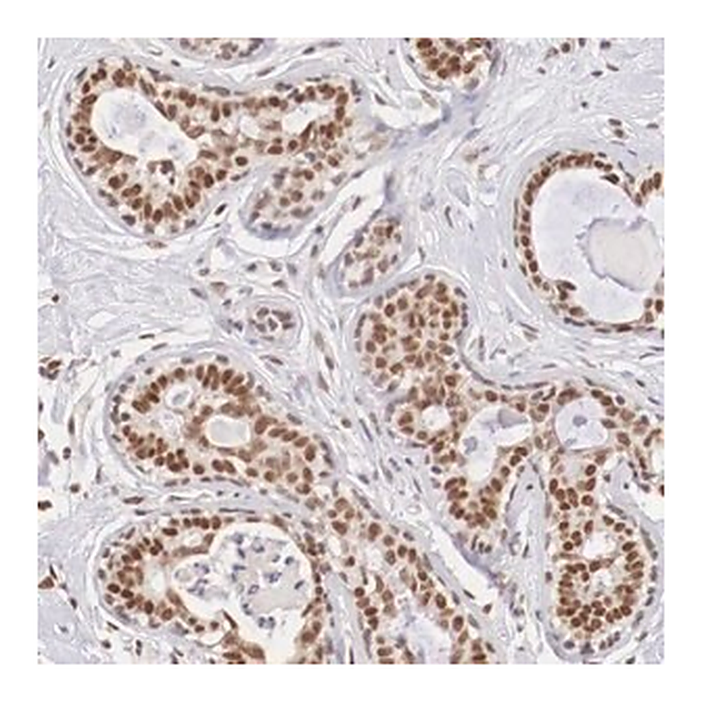 Merck Anti-ZNF275 antibody produced in rabbit
