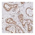 Merck Anti-ZNF275 antibody produced in rabbit